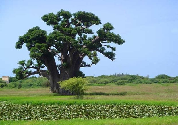 Baobab in Senegal