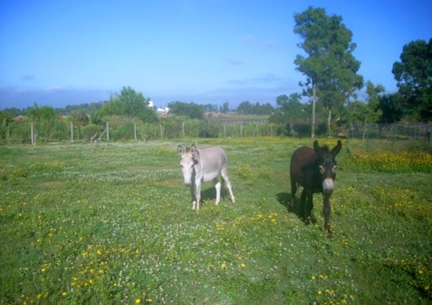 Baugrundstck extra zum Wohnhaus mit zwei Rasenmhern