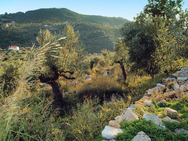 Grundstck in Mikra Mantinia auf Peloponnes Griechenland