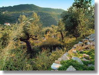 Grundstck in Mikra Mantinia Kalamata auf Peloponnes Griechenland