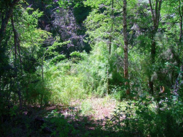 Wald Grundstck vom Einfamilienhaus