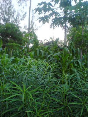 Garten Grundstck vom Ausbauhaus Ferienhaus
