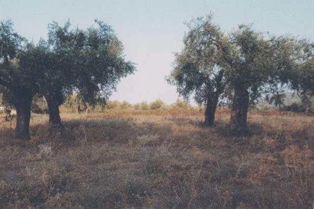 Potamia auf Thassos Baugrundstck zum Kaufen