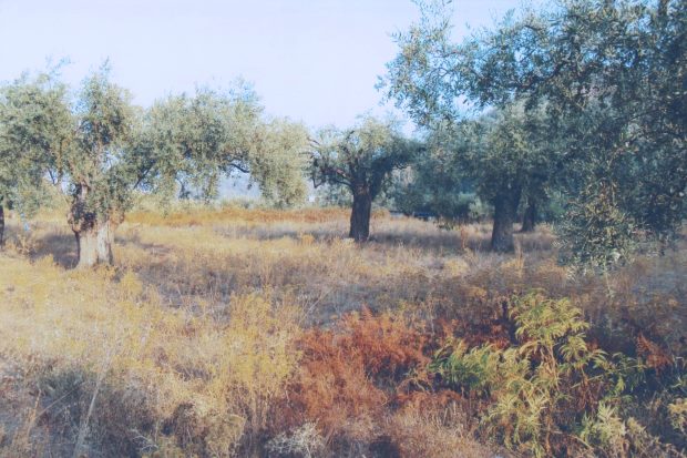 Thassos bei Potamia Grundstck zum Kaufen