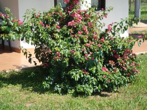 Grundstck Garten der Ranch