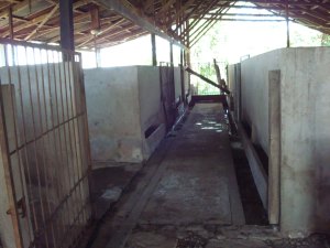 Schweinstallung der Farm