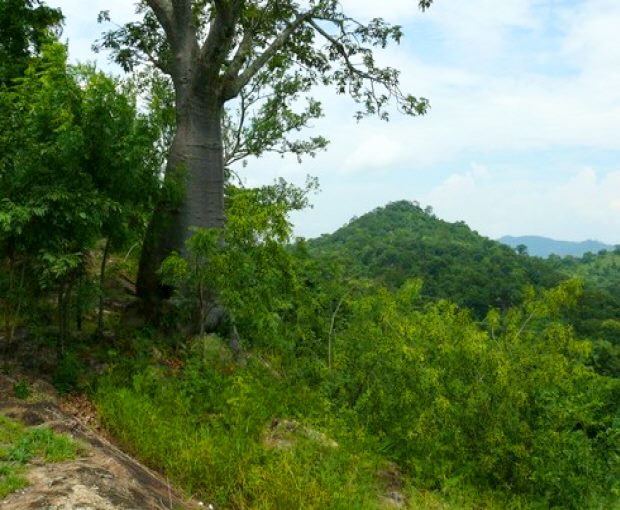 Farm Grundst�ck Ghana Eastern Region