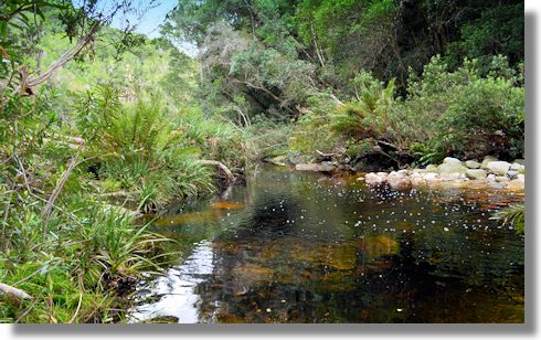 Waldgrundstck bei Wilderness Sdafrika