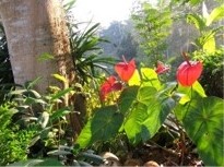 Garten vom Einfamilienhaus auf Sri Lanka