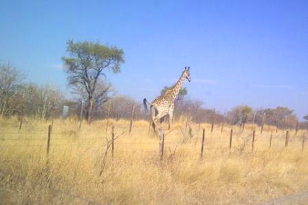 Ranch in Botswana zum Kaufen