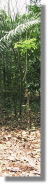 Grundstcke Farmland Agrarland in Nigeria vom Immobilienmakler