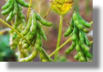 Landwirtschaft mit Sojabohnen in Nigeria Landwirtschaft mit Sojabohnen in Nigeria