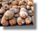 Landwirtschaft mit Yams in Nigeria Landwirtschaft mit Yams in Nigeria