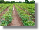 Grundstücke Ackerland für Cassava in Nigeria Grundstücke Ackerland für Cassava in Nigeria