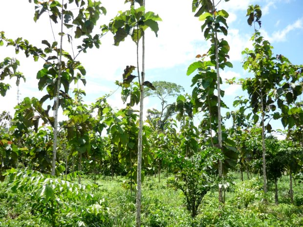 Teakholz-Planatge in Ecuador Teakholz-Planatge in Ecuador