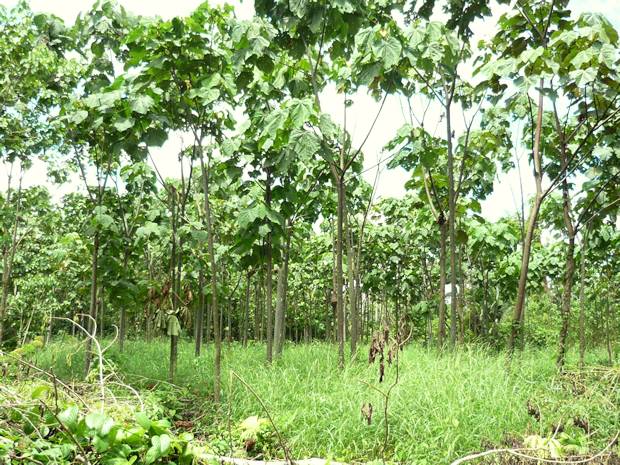 Balsaholz-Plantage in Ecuador Balsaholz-Plantage in Ecuador