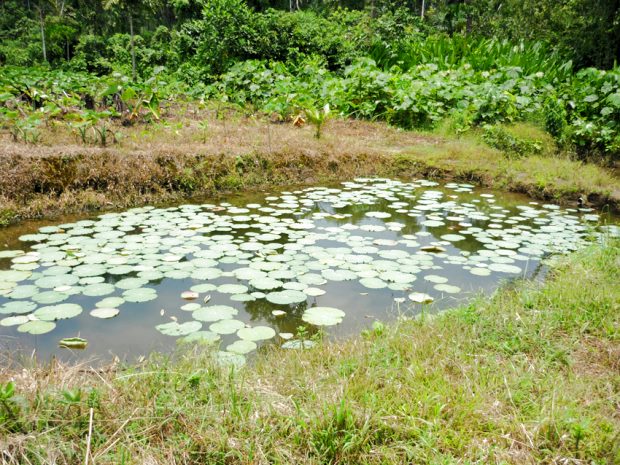 Fischteiche auf dem Grundstück der Plantage Fischteiche auf dem Grundstück der Plantage
