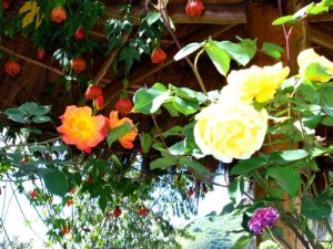 Bltenpracht vom Hotel