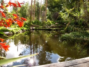 Teich auf dem Grundstck der Pension