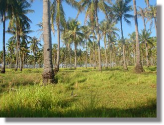 Palawan Grundstcke fr Huser und Villen