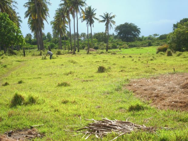 Baugrundstck auf Palawan