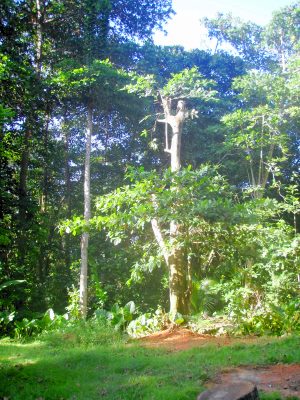Baugrundst�ck f�r Ferienhaus oder Villa auf La Digue