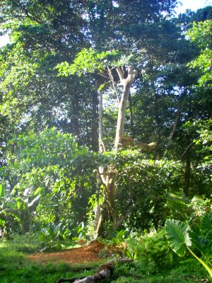 Baugrundst�ck f�r Einfamilienhaus auf der Insel La Digue