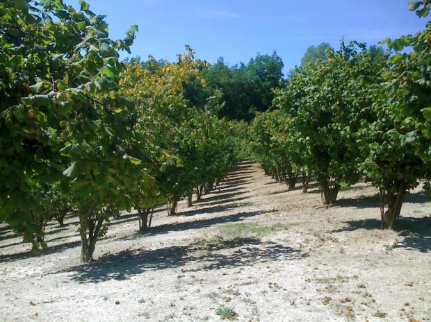Haselnusshain Haselnussplantage auf dem Grundstück vom Rustico Haselnusshain Haselnussplantage auf dem Grundstück vom Rustico