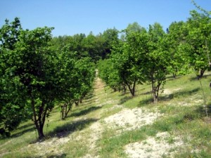 Haselnusshain vom Grundstück Haselnusshain vom Grundstück