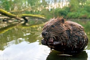 Biber vom See auf dem Naturgrundstück Biber vom See auf dem Naturgrundstück