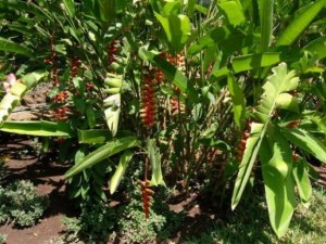 tropischer Garten der Villa