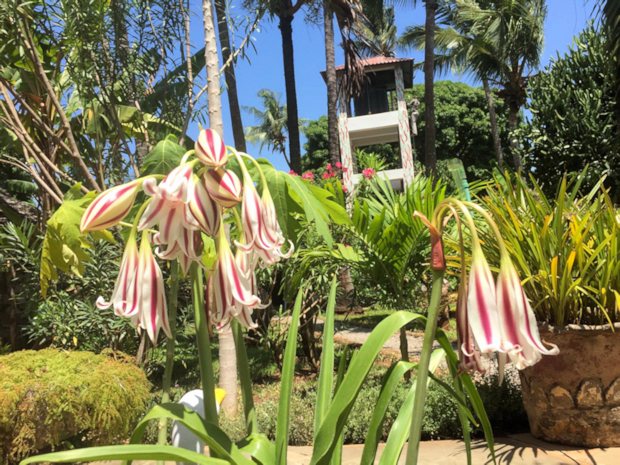 Grundstck vom Einfamilienhaus am Diani Beach