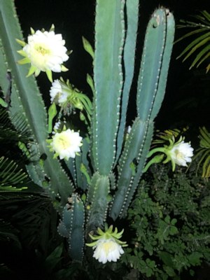 Flora im Garten des Einfamilienhauses