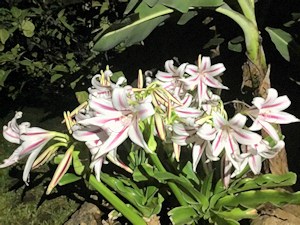 Pflanzen im Garten des Einfamilienhauses