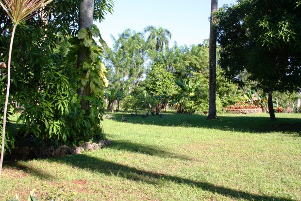 tropischer Garten vom Einfamilienhaus