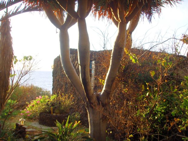 Weg zum Gstehaus der Finca