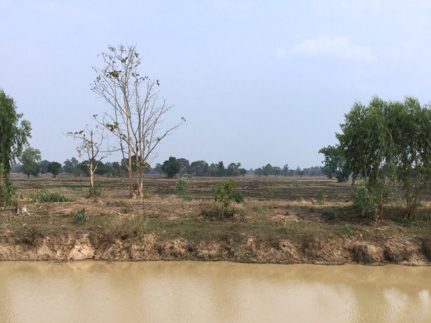 Reisland am Khlong in Thailand