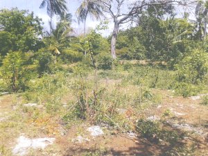Baugrundstück der Ferienwohnungen in Watamu Baugrundstück der Ferienwohnungen in Watamu