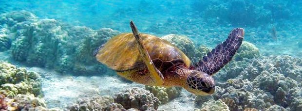 Watamu Reef Watamu Reef