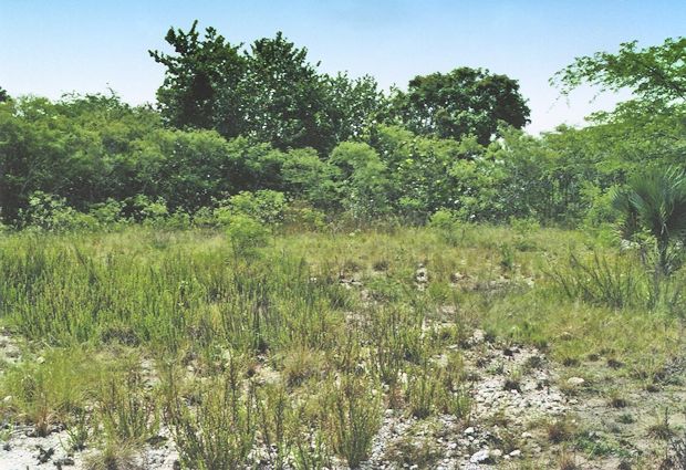 Baugrundstck nah dem Meer auf Jamaika