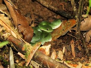 Bewohner des Regenwaldes in Ecuador