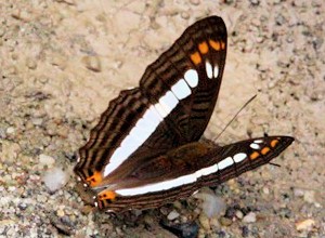 Bewohner des Waldgrundstckes