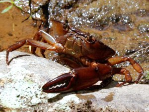 Flussbewohner im Regenwald von Ecuador