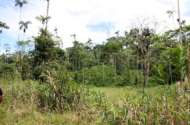 Waldgrundstck bei Puyo Ecuador