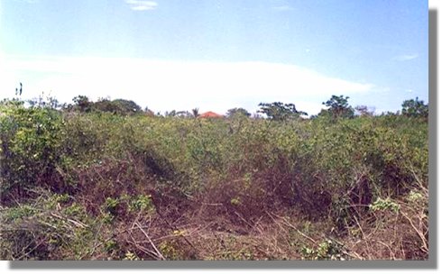 Grundstck unweit vom Meer und Strand bei Ukunda in Kenia