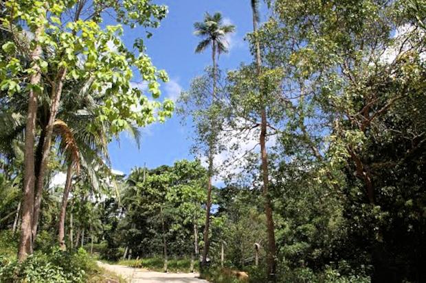 Grundstck bei Lipa Noi auf Koh Samui zum Kaufen