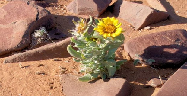 Flora auf dem Grundstck