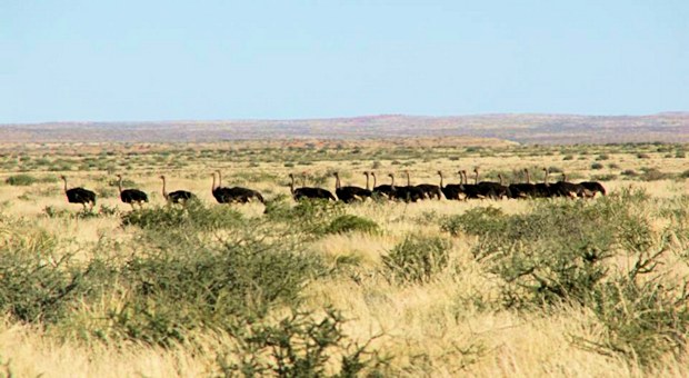 Fauna auf dem Grundstck