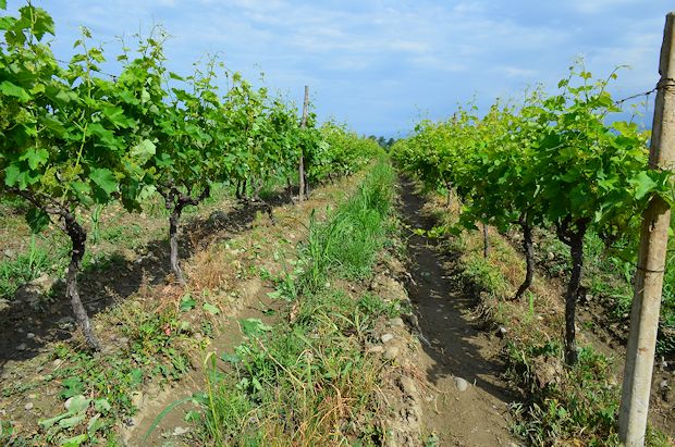 Weinberge der Weinbauregion Mukuzani in Georgien zum Kaufen