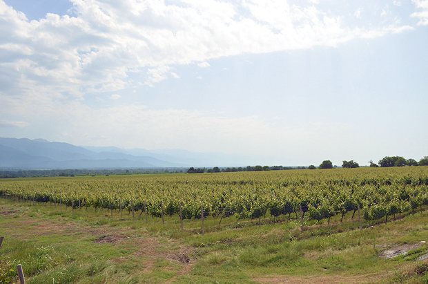 Grundstck fr Weinanbau in Georgien